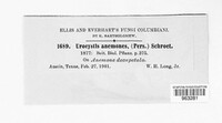 Urocystis anemones image